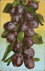 A Cluster Of Prunes Fruit Postcard Postcard