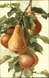 pear with leaves Postcard