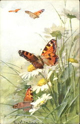 Painting of BUtterflies C. Klein Postcard Postcard