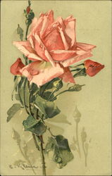 Pink roses C. Klein Postcard Postcard