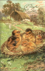 Four Easter Chicks Postcard