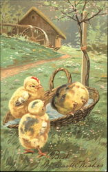 Three Chicks on Farm Postcard