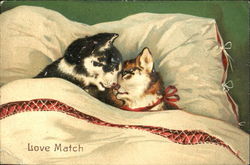 Two cats in bed Postcard