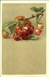 Cherries on Broken Branch Fruit Postcard Postcard