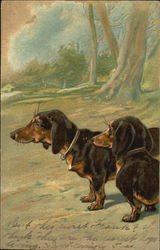 Two Dachsunds in Woods Postcard