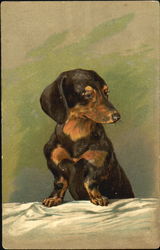 Daschund at the table Postcard