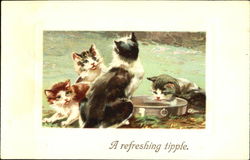 Group of kittens drinking from a pan Postcard