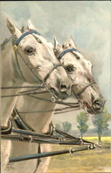 Two White Horses Postcard