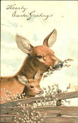 Two Deer Eating Postcard Postcard