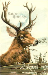 Reindeer Eating Plants Postcard Postcard