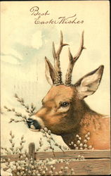 Deer Feeding Postcard Postcard