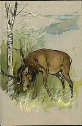 Buck in Woods Postcard