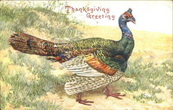 Thanksgiving Greeting Postcard