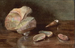 Sea Shells on Table Postcard