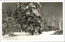 Snowy trees Postcard