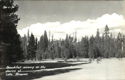 Beautiful Scenery On The Shores Of Lake Almanor Postcard