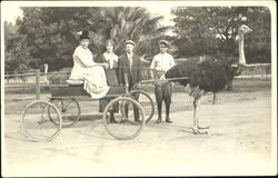 Ostrich Pulling Wagon Transportation Postcard Postcard