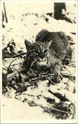 A Wildcat In Northern Pennsylvania Cats Postcard Postcard