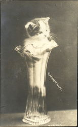 Ornamental: Kitten in Vase Postcard