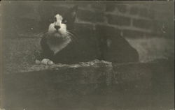 Black and White Cat on Brick Wall Postcard