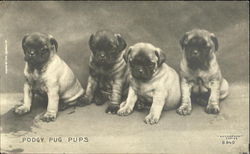 Podgy Pug Pups Dogs Postcard Postcard