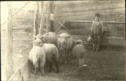 Young Boy in Sheep Pen Postcard