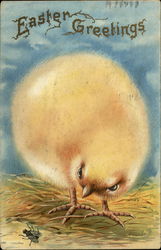 Easter Greetings - Fluffy Chick Postcard