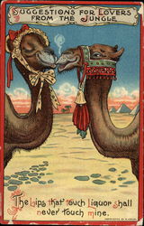 Suggestions for Lovers from the Jungle Camels Postcard Postcard