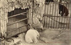 Bear Pit, Lincoln Park Postcard