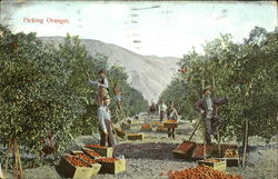 Picking Oranges Farming Postcard Postcard