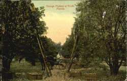 Orange Pickers At Work Postcard