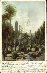 A Cactus Park In California Cactus & Desert Plants Postcard Postcard