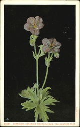 Geranium Geranium Viscosissimum, Yellowstone Park Postcard