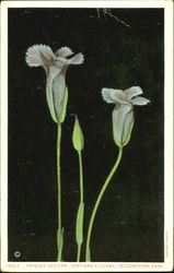 Fringed Gentian Gentiana Elegans, Yellowstone Park Postcard