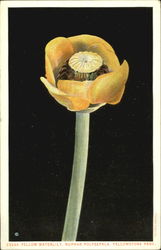 Yellow Waterlily Nuphar Polysepala, Yellowstone Park Postcard