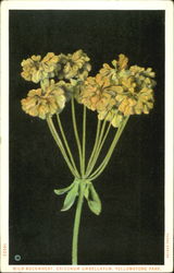 Wild Buckwheat Erigonum Umbellatum, Yellowstone Park Yellowstone National Park Postcard Postcard