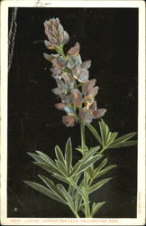 Lupine Lopinus Sericeus, Yellowstone Park Postcard