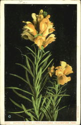 Butter And Eggs. Linaria Vulgaris, Yellowstone Park Yellowstone National Park Postcard Postcard