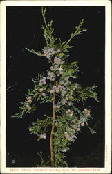 Cedar Juniperus Scopulorum, Yellowstone Park Postcard