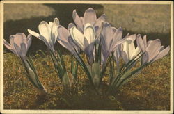 Crocus Albiflorus Postcard