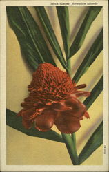 Torch Ginger Postcard