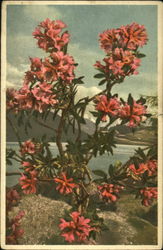 Rusty-Leaved Alpine Rose Flowers Postcard Postcard