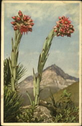 Common House Leek Flowers Postcard Postcard