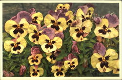 Vlola Tricolor Flowers Postcard Postcard