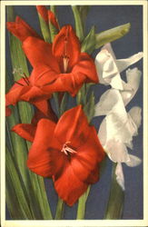 Gladiolus Gandavensis V. Houte Flowers Postcard Postcard