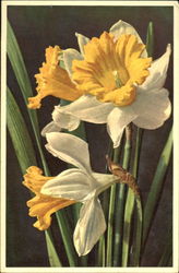 Narcissus Pseudonarcissus Flowers Postcard Postcard