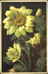 Adouls Vernalis Flowers Postcard Postcard