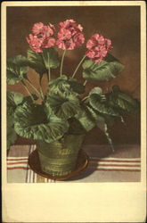 Primula Obconica Hance Flowers Postcard Postcard