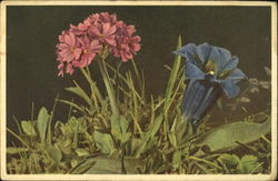 Mealy Primrose And Stemless Gentian Flowers Postcard Postcard