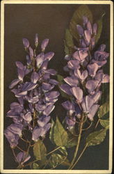 Wistaria Glycinle Flowers Postcard Postcard